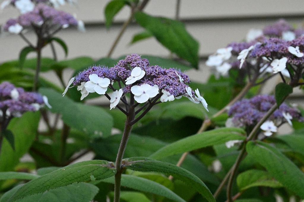 2025-07179618 Tower Hill Botanic Garden, MA.JPG - Hydrangea. New England Botanic Garden at Tower Hill, MA, 7-17-2025